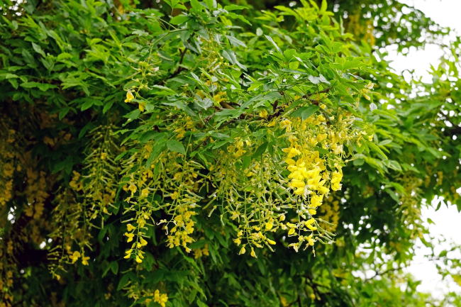 イギリスで咲いていた花と植物