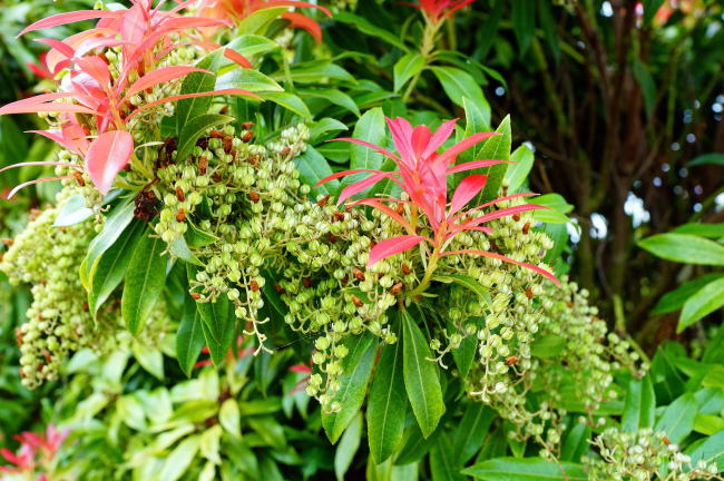 イギリスで咲いていた花と植物