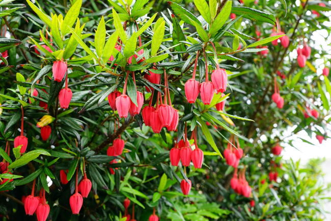 イギリスで咲いていた花と植物