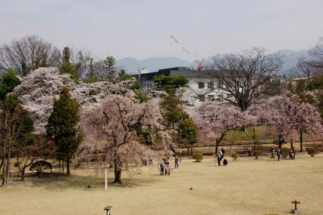 天守閣から見る本丸御殿跡の桜