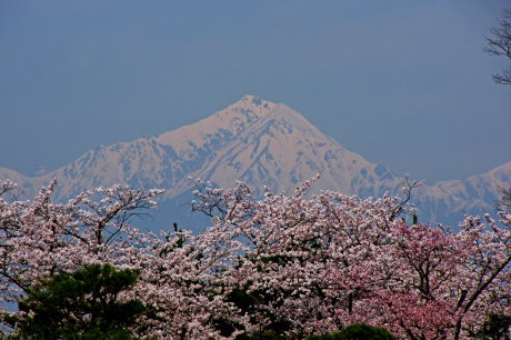 桜と北アルプス常念岳
