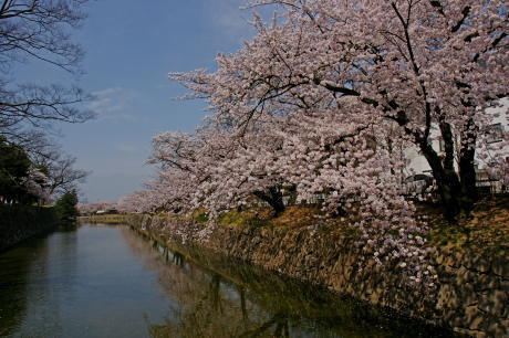 二の丸裏御門橋から見るお濠の桜