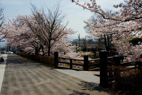 二の丸裏御門橋とお濠の桜